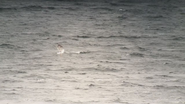 Lesser Black-backed Gull - ML363680361