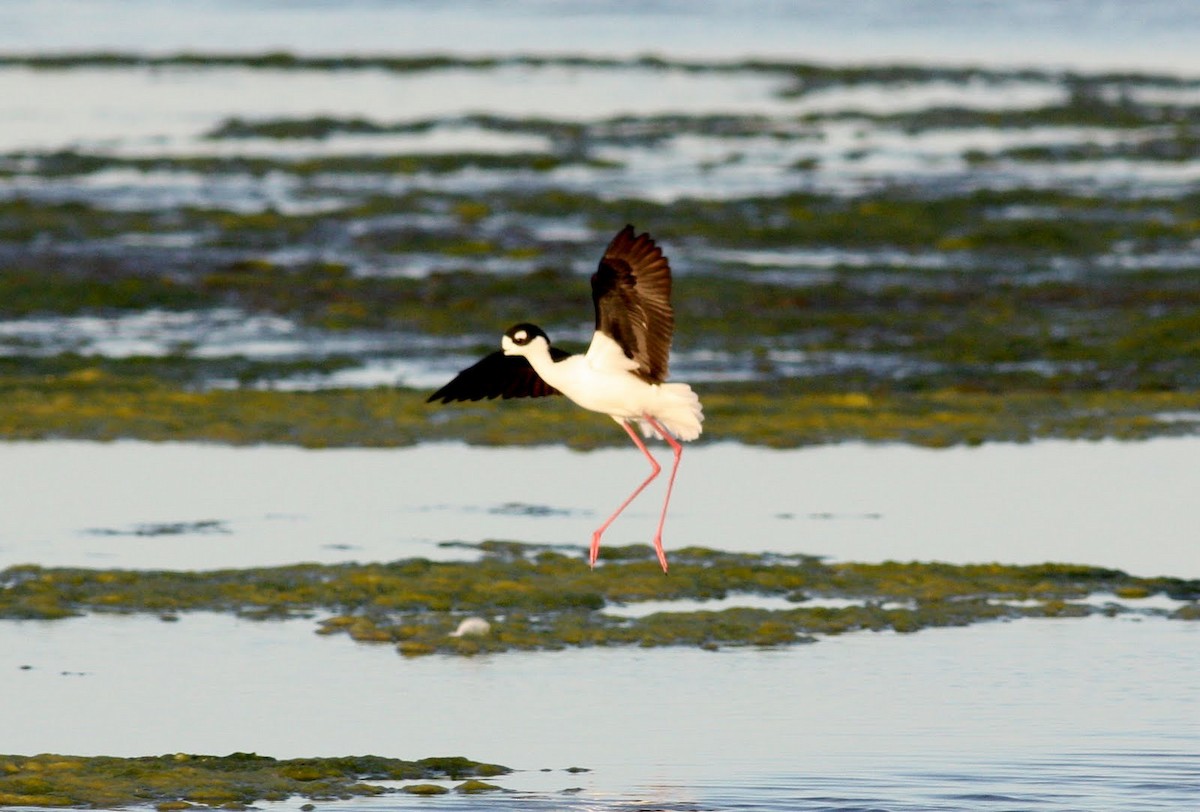 Black-necked Stilt - ML36368101