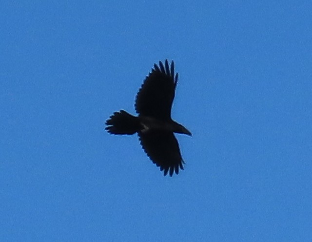 Common Raven - ML363682301