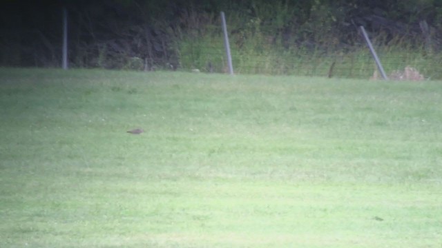 Hudsonian Whimbrel - ML363682861