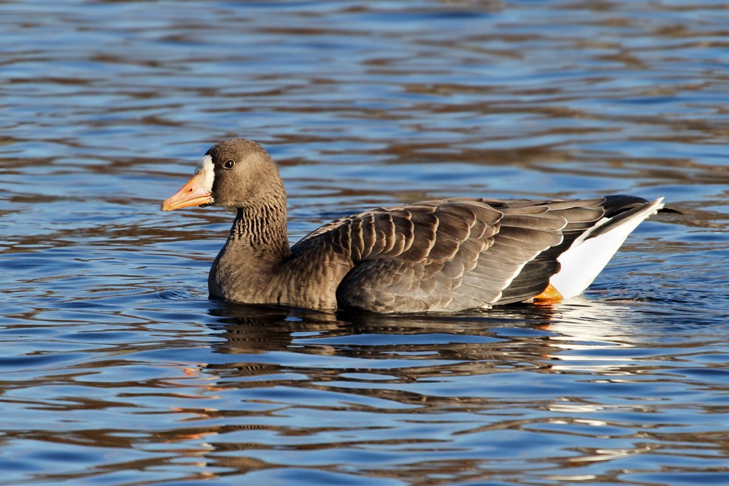 Greater White-fronted Goose - ML36368341