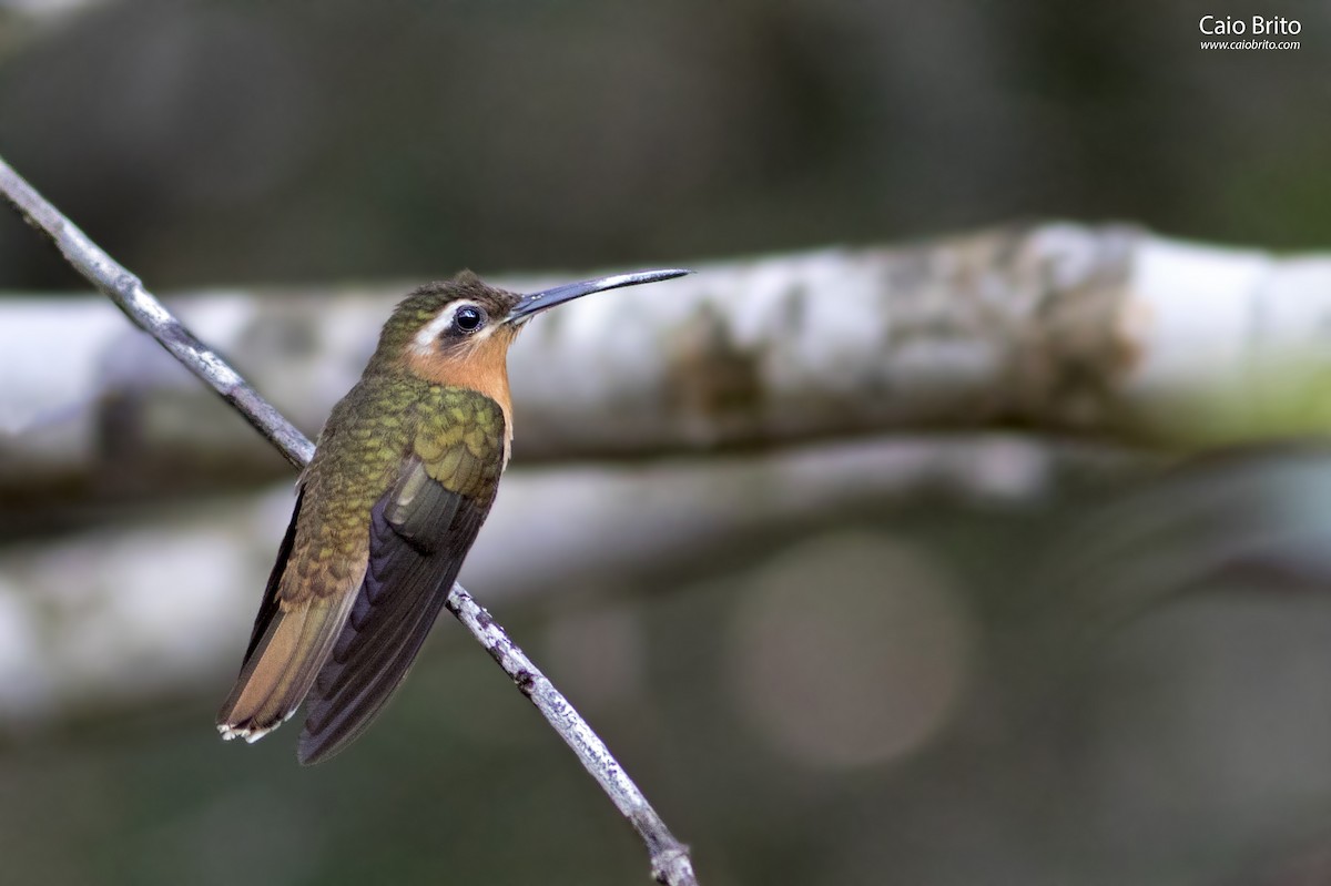 Hook-billed Hermit - Caio Brito