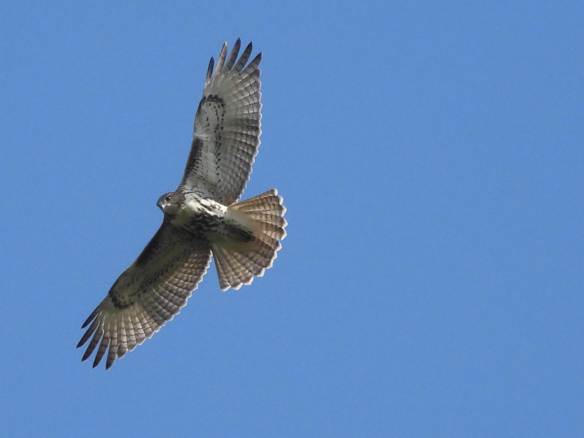 Red-tailed Hawk - ML363685301
