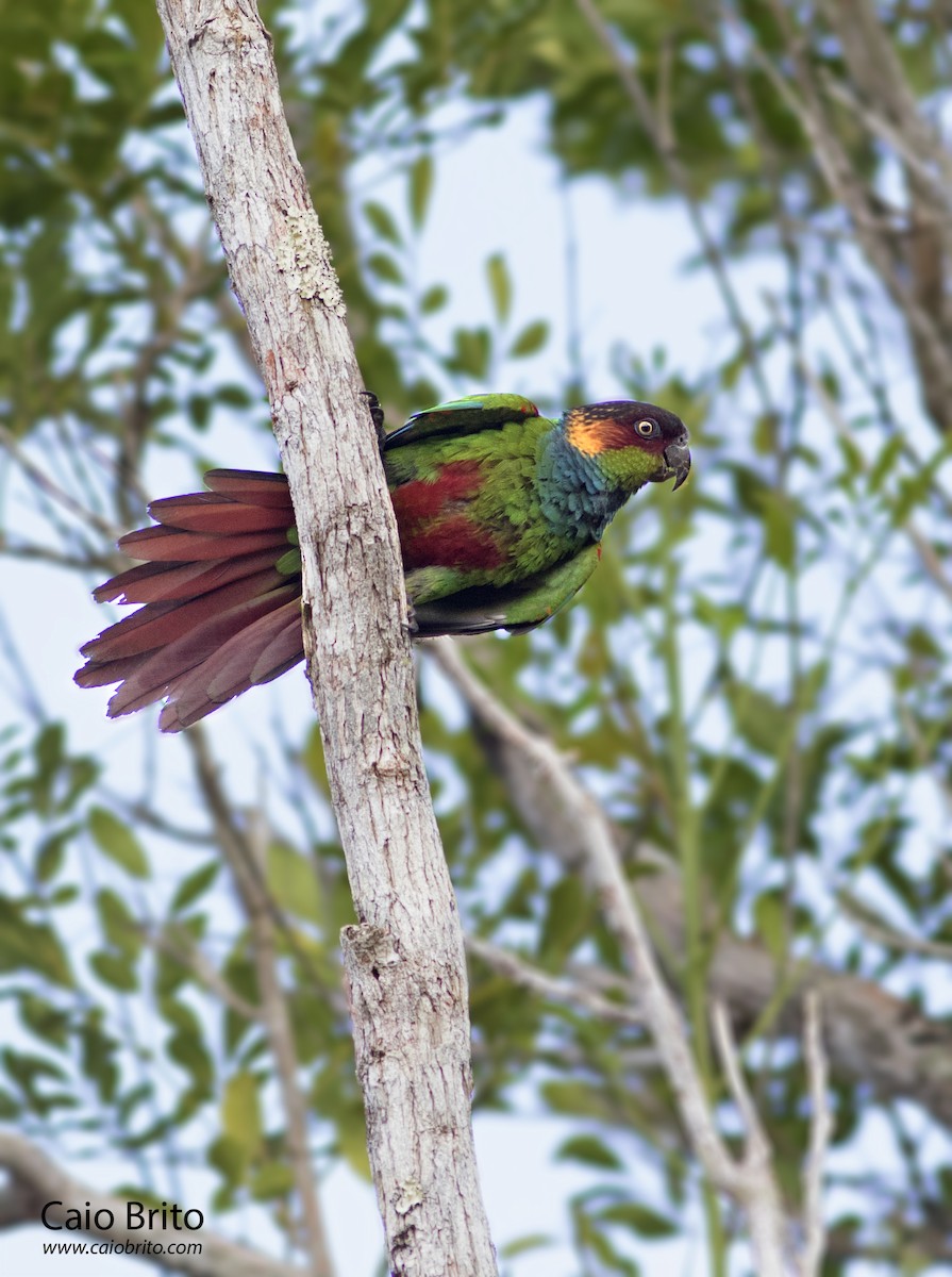 Ochre-marked Parakeet - Caio Brito | Brazil Birding Experts
