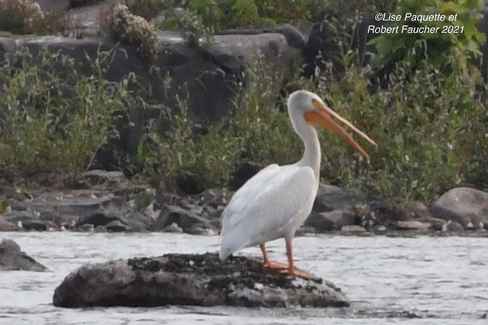 American White Pelican - ML363687441