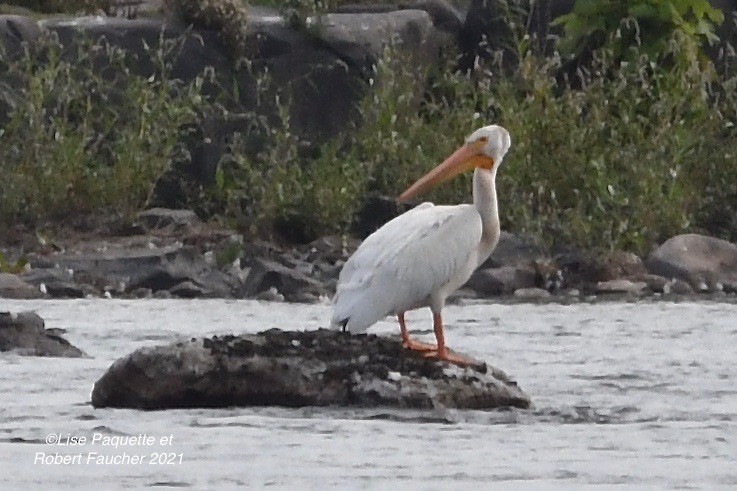 American White Pelican - ML363687481