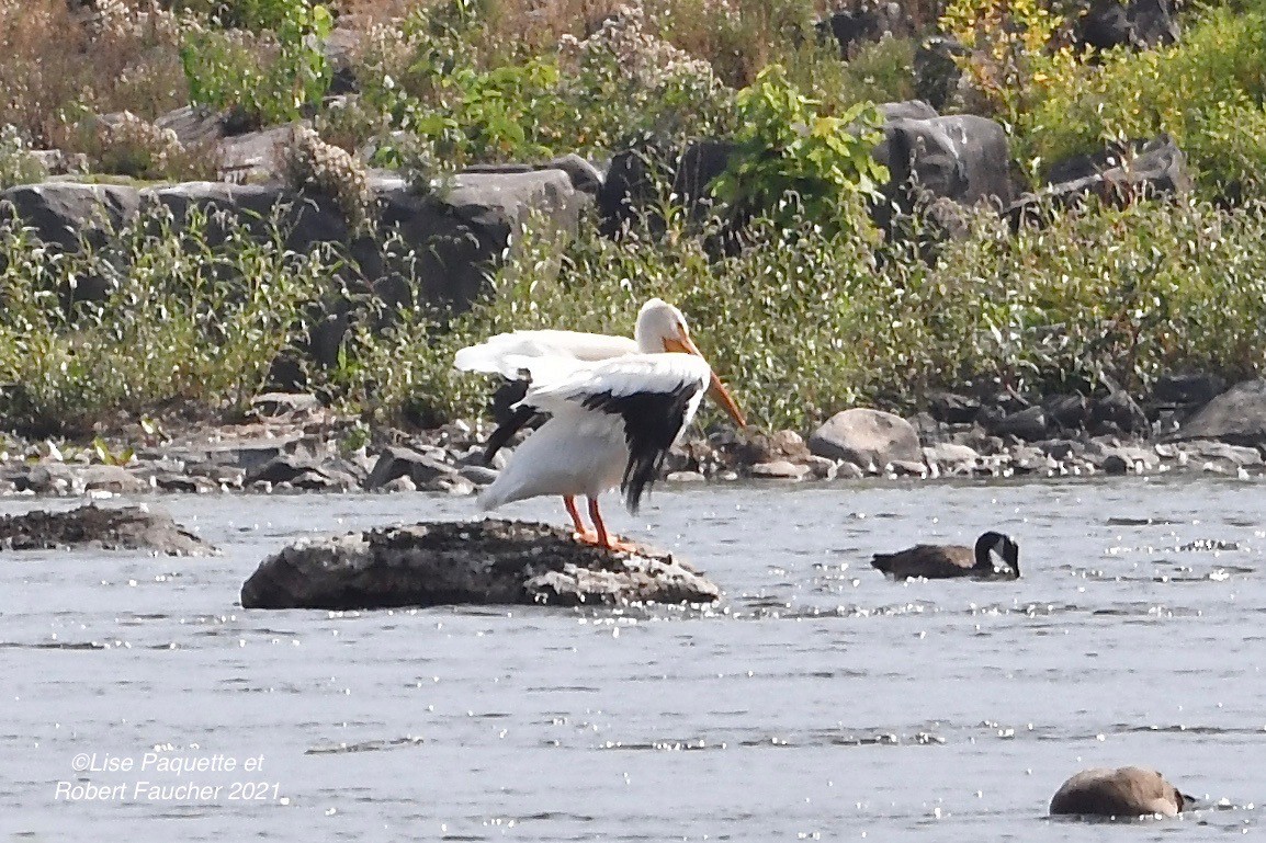American White Pelican - ML363687501