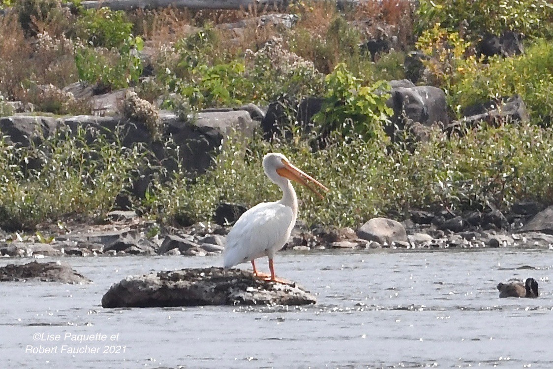 American White Pelican - ML363687511