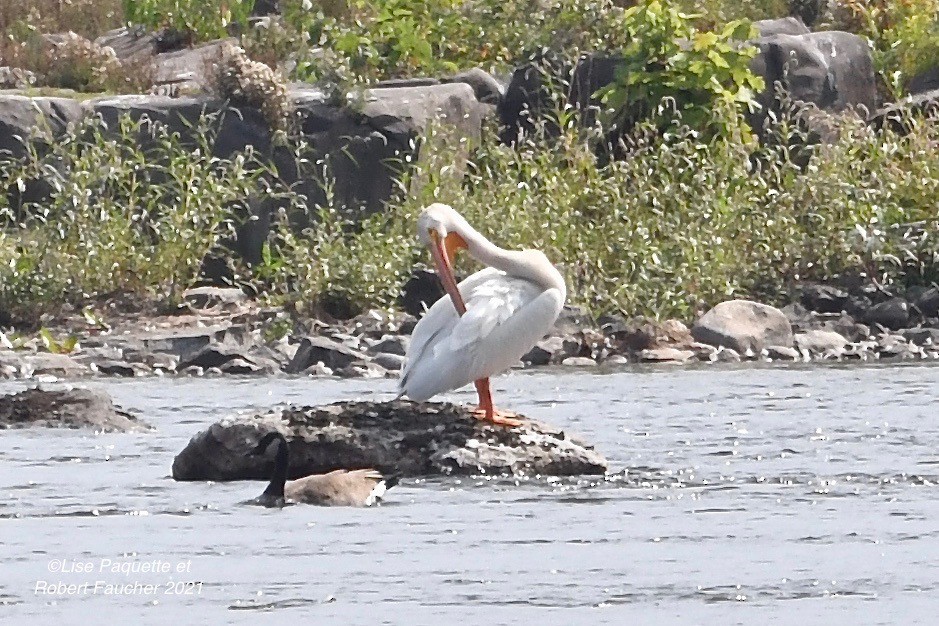 American White Pelican - ML363687531
