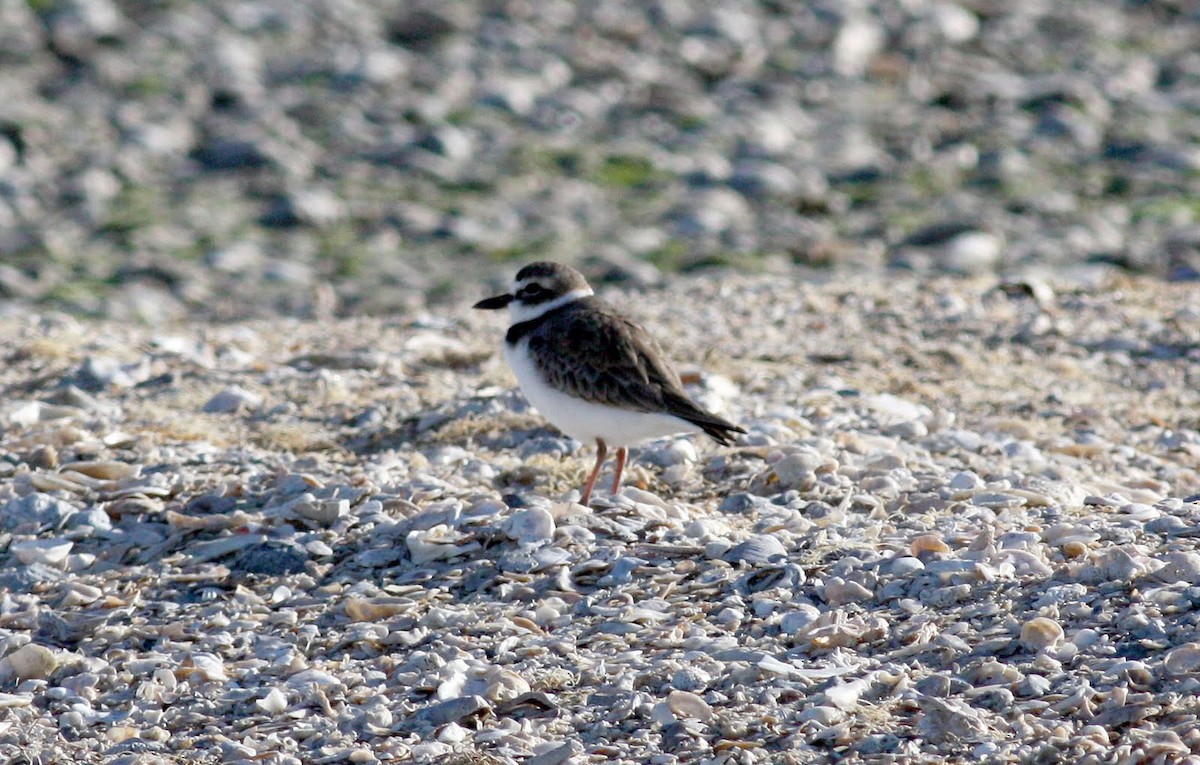 Wilson's Plover - Jay McGowan