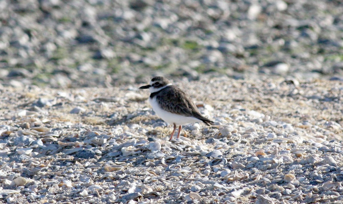 Wilson's Plover - Jay McGowan