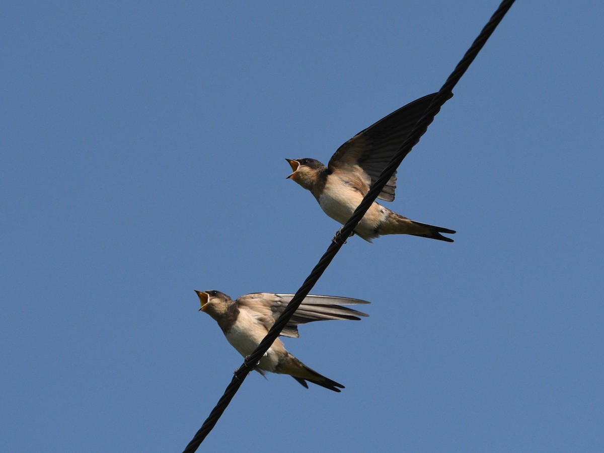 Barn Swallow - Wendy Hill