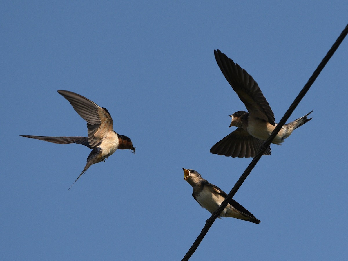 Barn Swallow - ML363688361