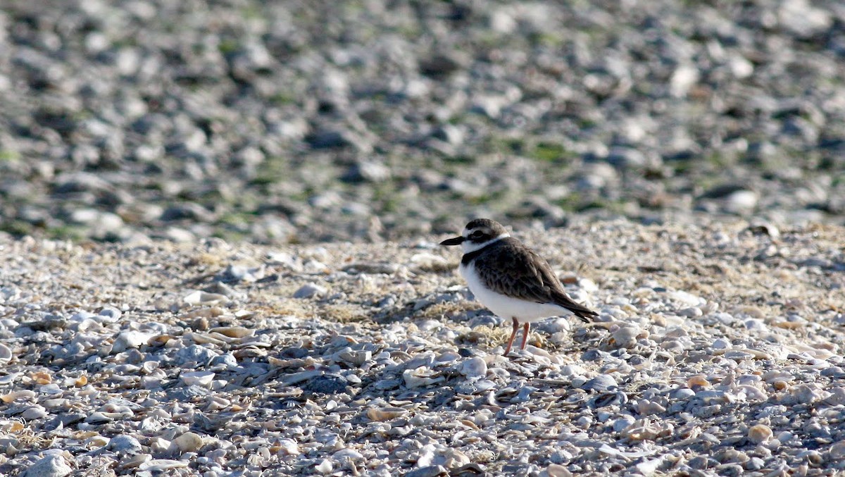 Wilson's Plover - ML36368841