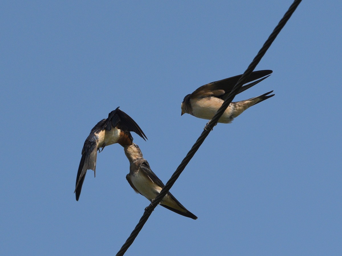 Barn Swallow - ML363688421