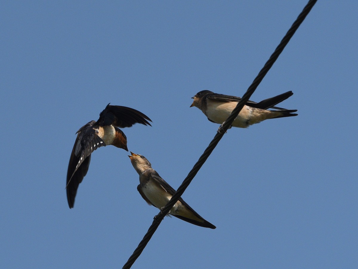 Barn Swallow - Wendy Hill
