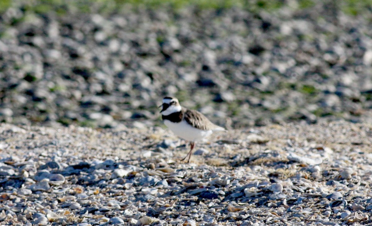 Wilson's Plover - Jay McGowan