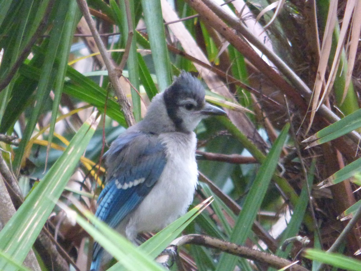 Blue Jay - Betty Holcomb