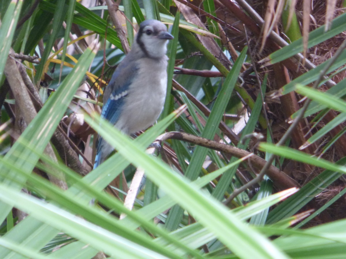 Chara Azul - ML363688971