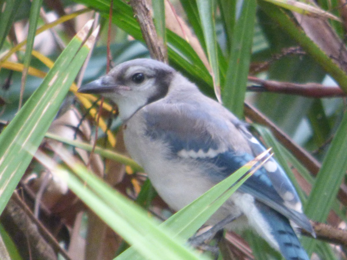 Blue Jay - ML363689201