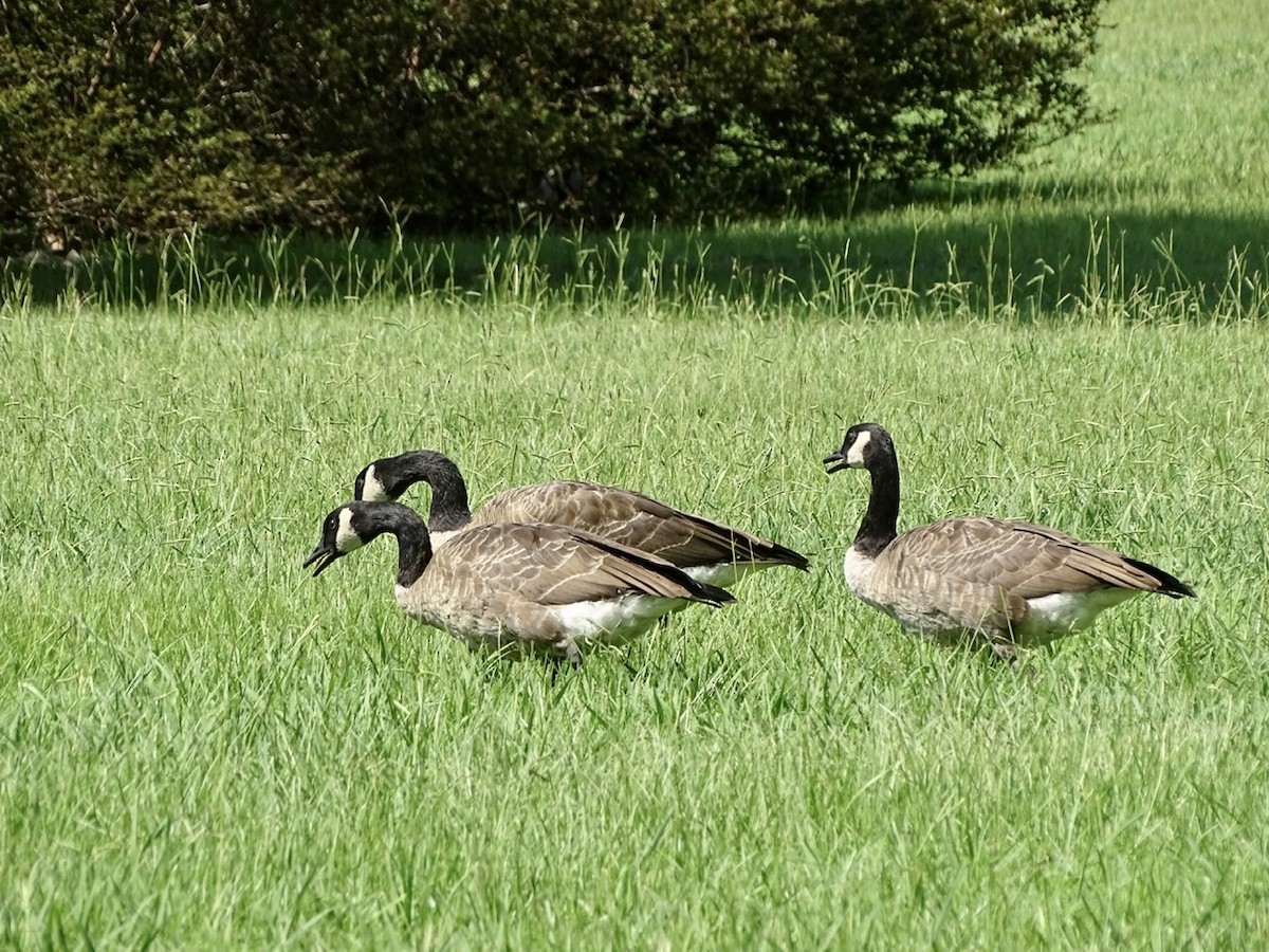 Canada Goose - ML363689771