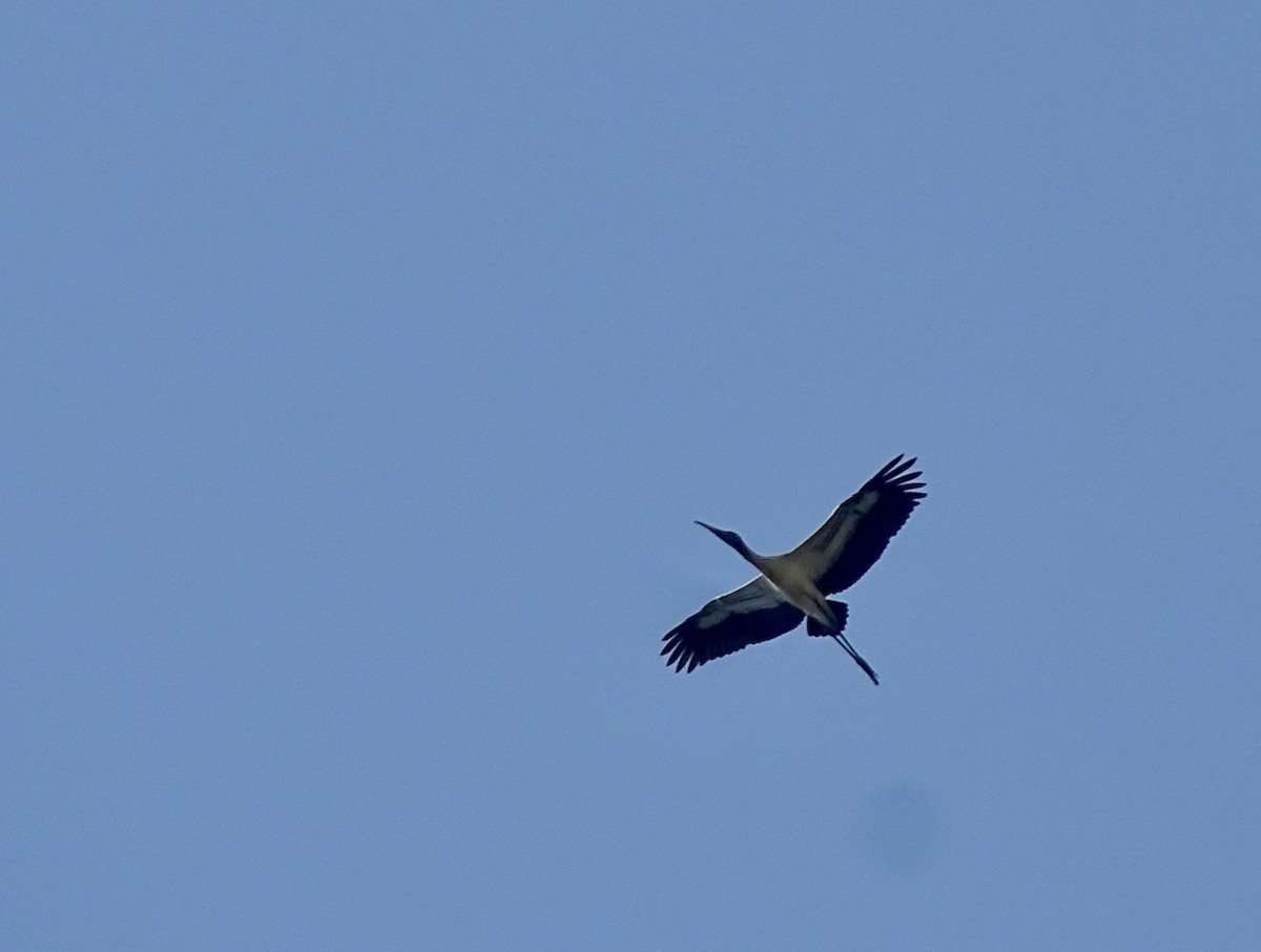 Wood Stork - ML363689801