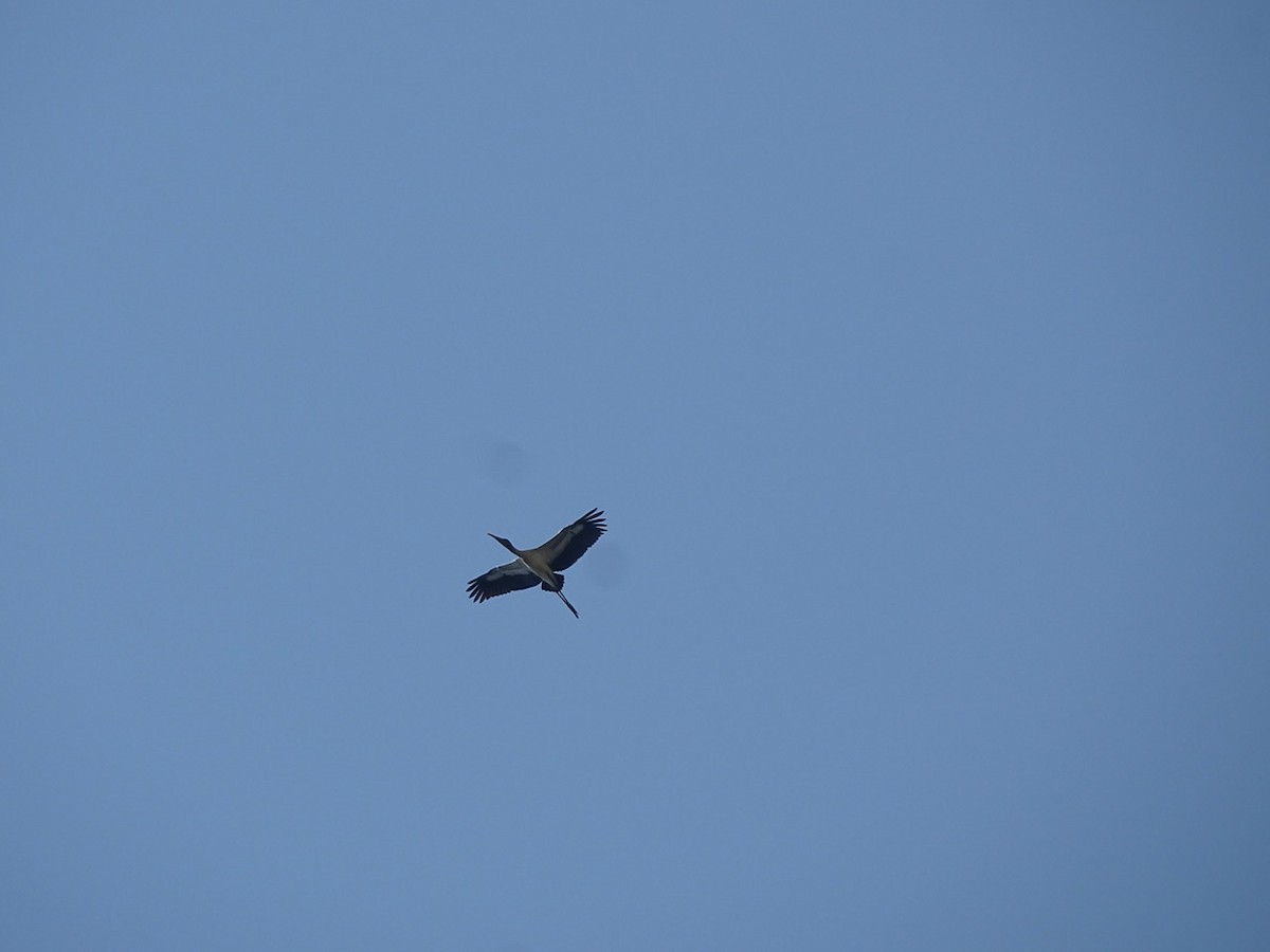 Wood Stork - ML363689811