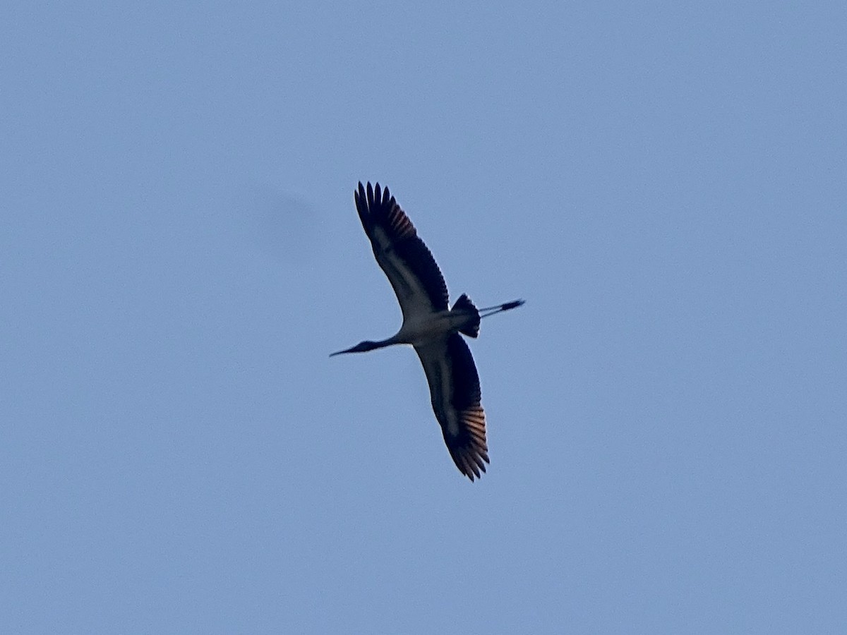 Wood Stork - ML363689861