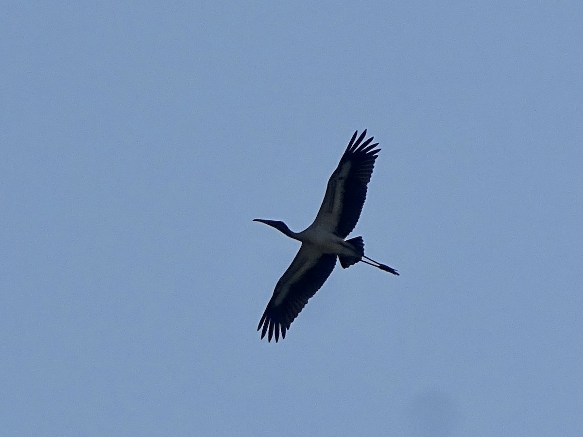 Wood Stork - ML363689871