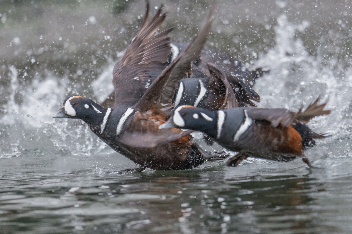 Harlequin Duck - Jeff Bleam