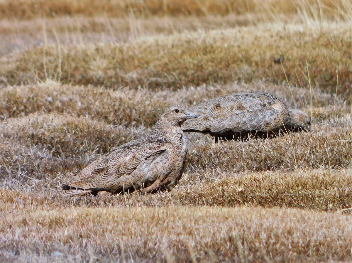 Rufous-bellied Seedsnipe - ML363693571