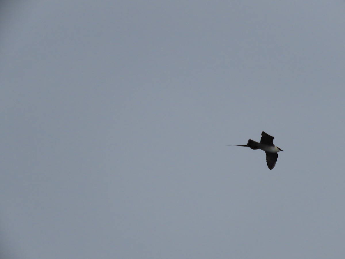 Long-tailed Jaeger - ML363695711