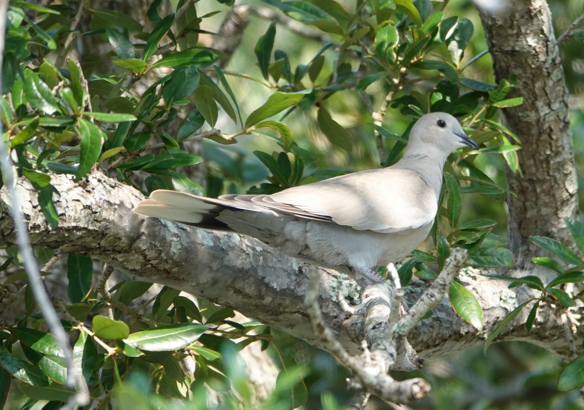 Eurasian Collared-Dove - ML363698871