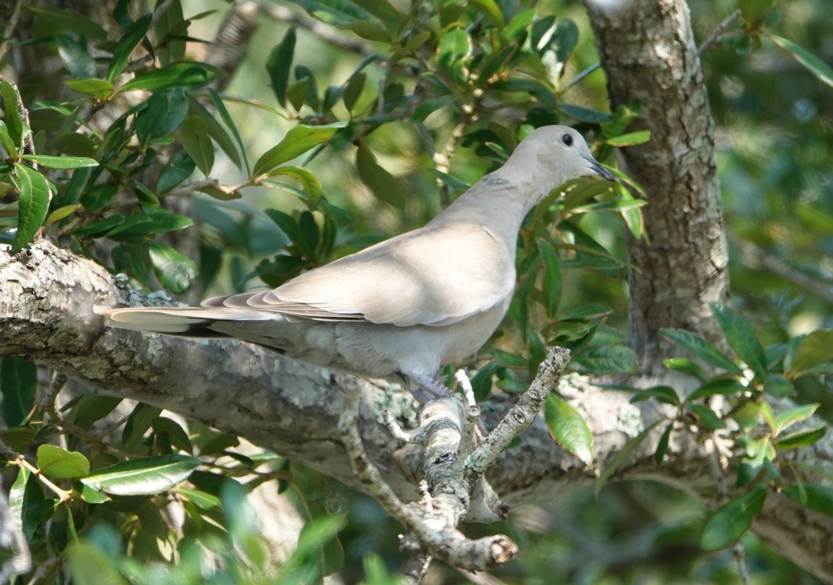 Eurasian Collared-Dove - ML363698921