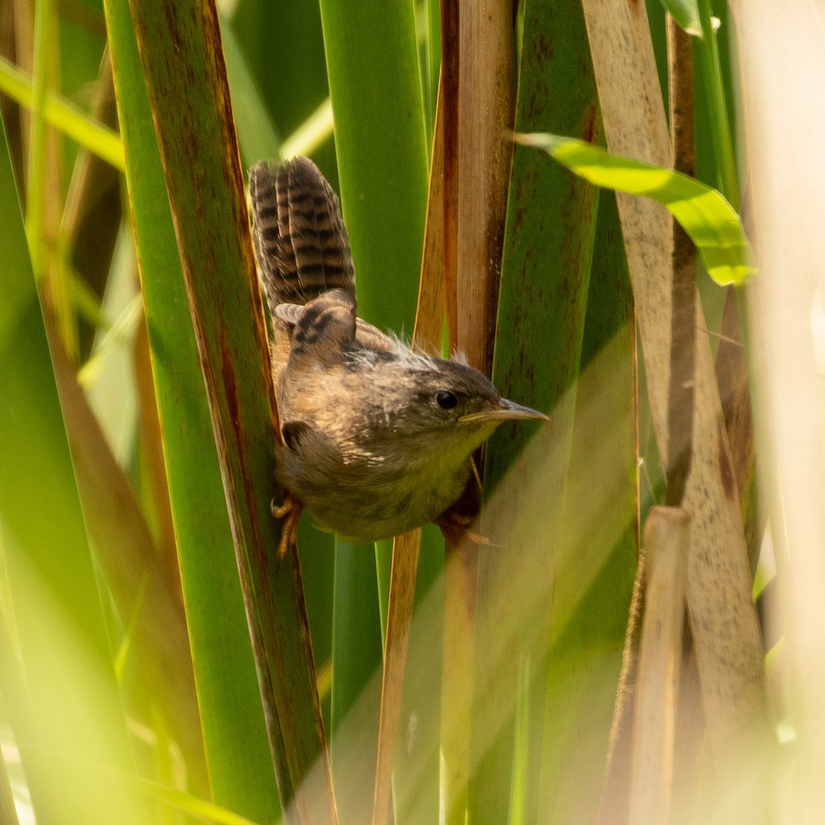 Marsh Wren - ML363699011