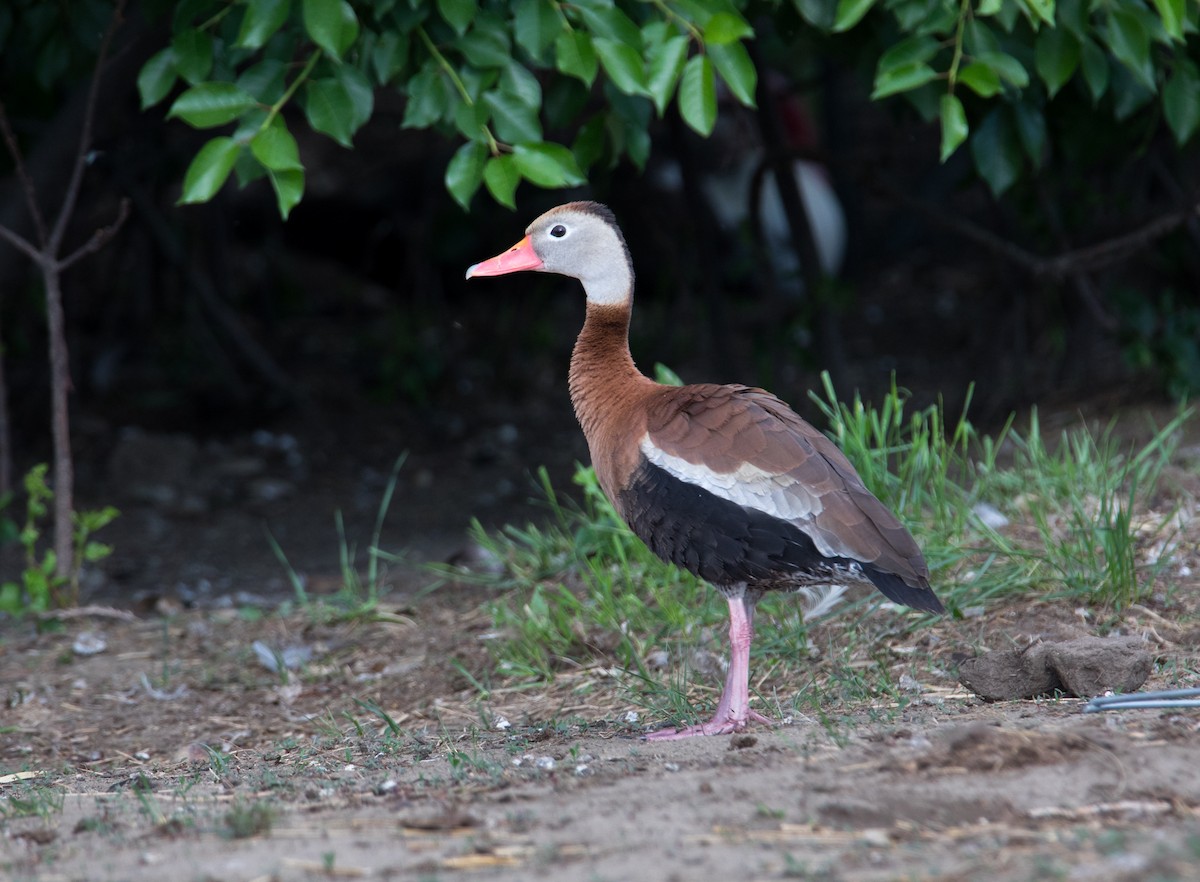 Black-bellied Whistling-Duck - ML363699471