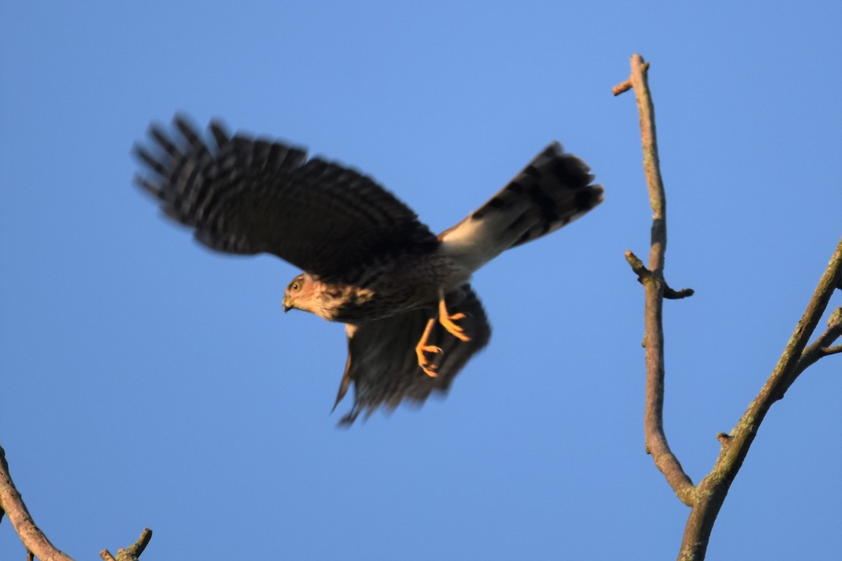 Sharp-shinned Hawk - irina shulgina