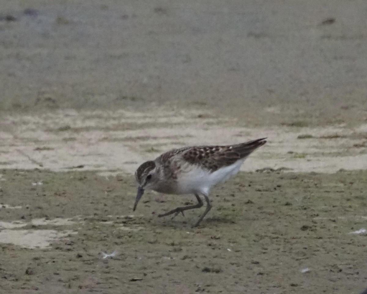 Least Sandpiper - ML363700551