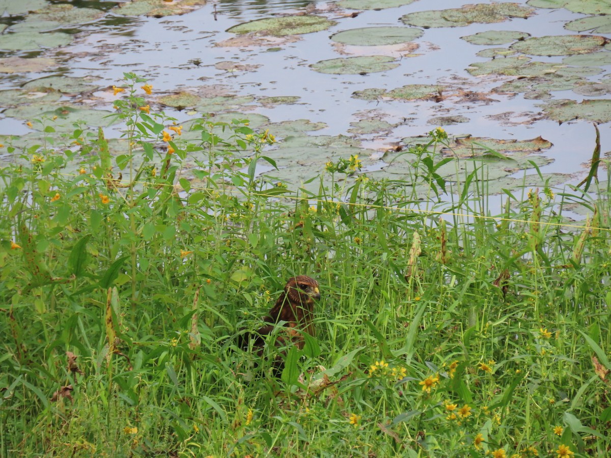 Northern Harrier - ML363700951