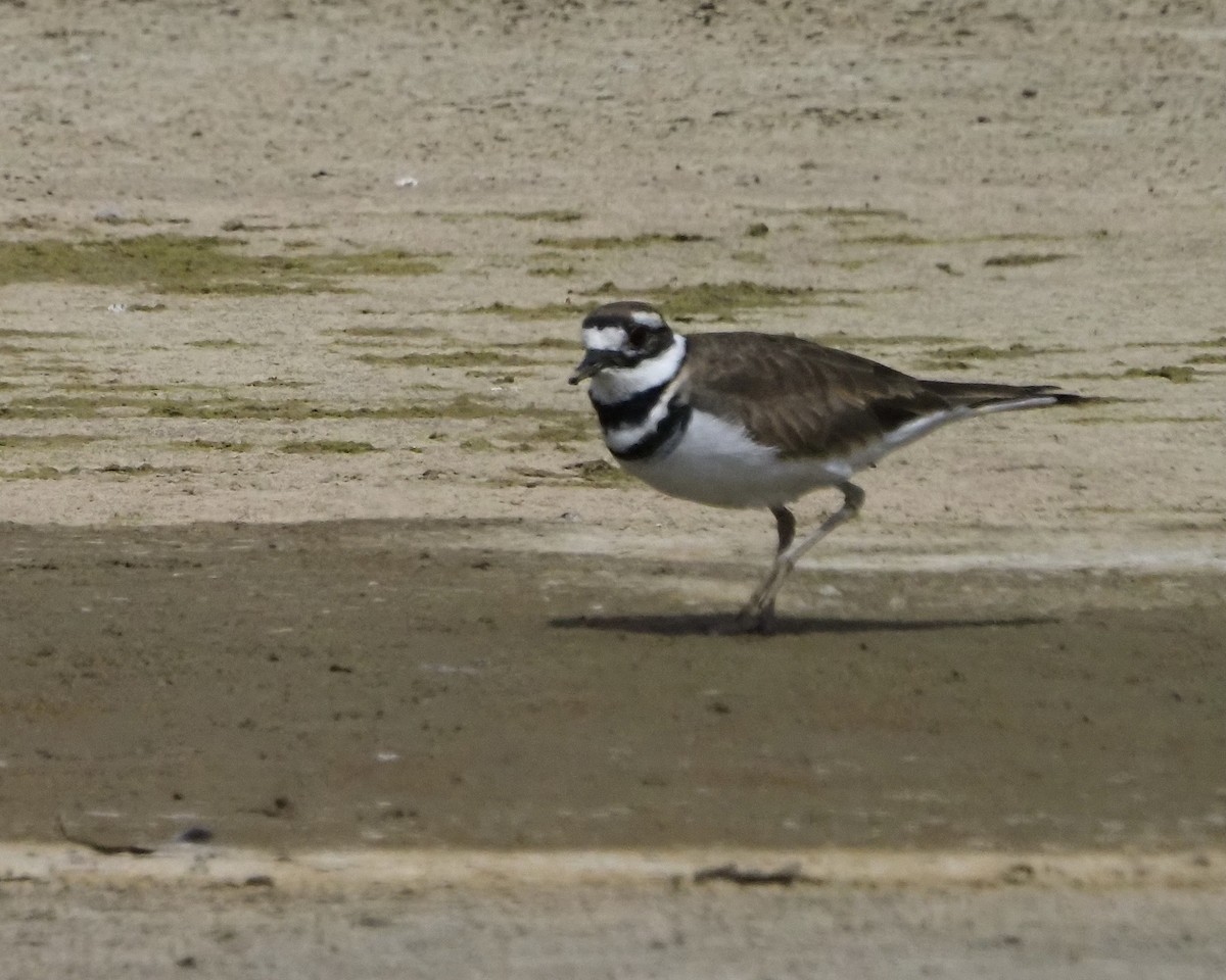 Killdeer - ML363702341