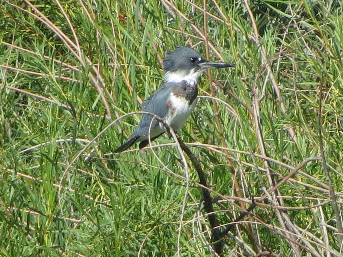 Belted Kingfisher - ML363702571