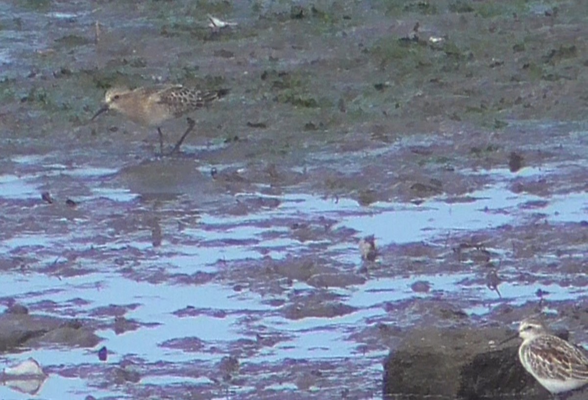 gulbrystsnipe - ML363704561