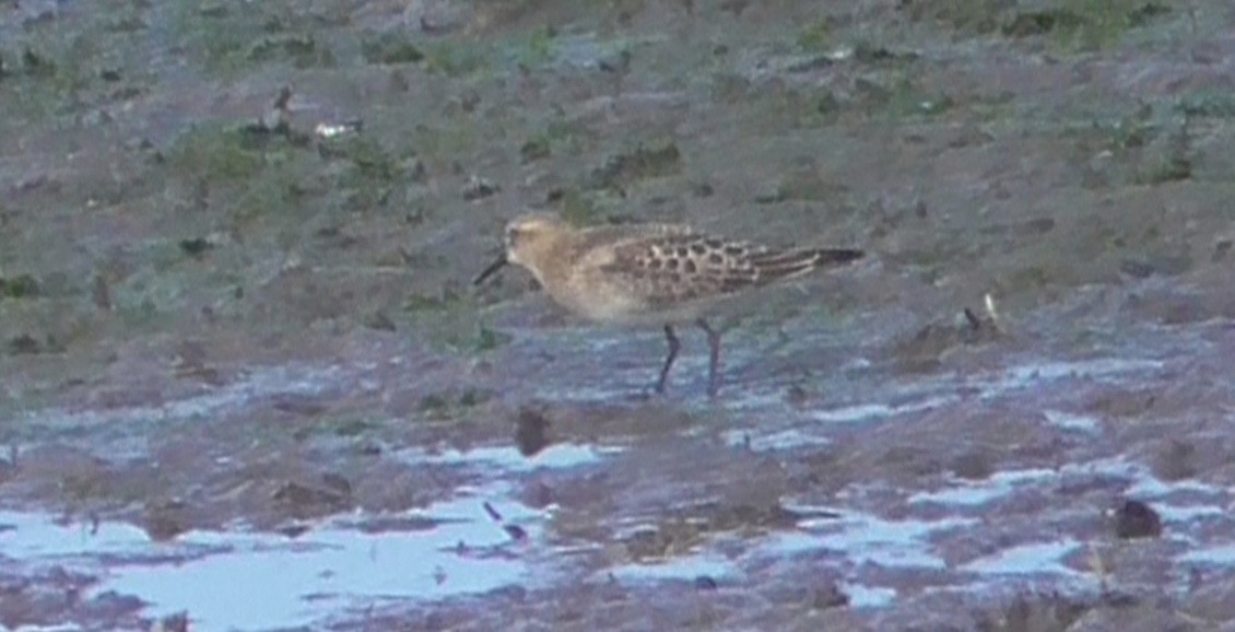 gulbrystsnipe - ML363704571