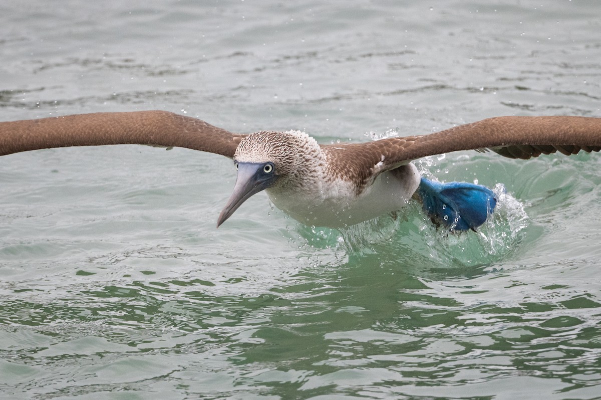 Blue-footed Booby - Adam Jackson
