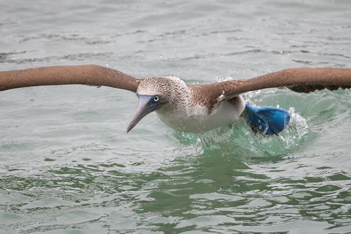 Blue-footed Booby - ML363706101