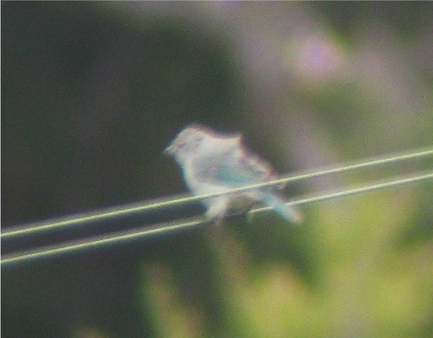 Sayaca Tanager - Heraldo V. Norambuena Ramírez