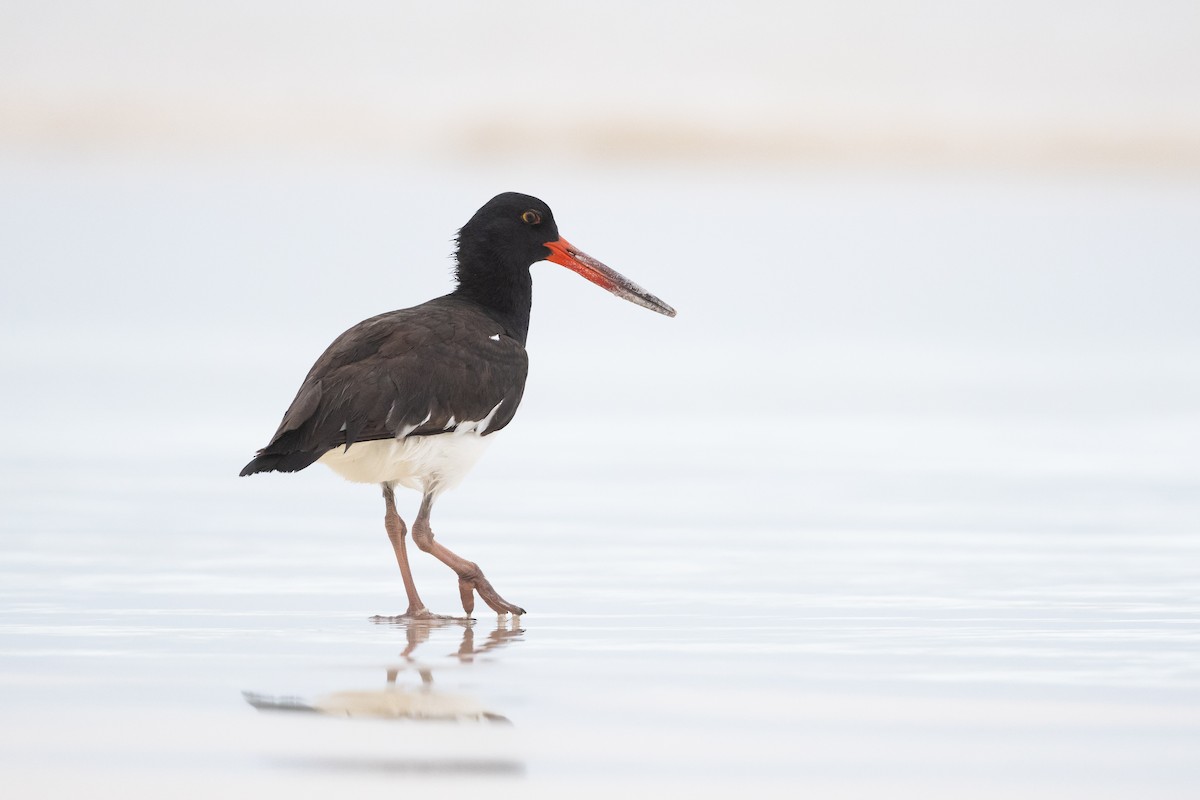 American Oystercatcher - ML363707021