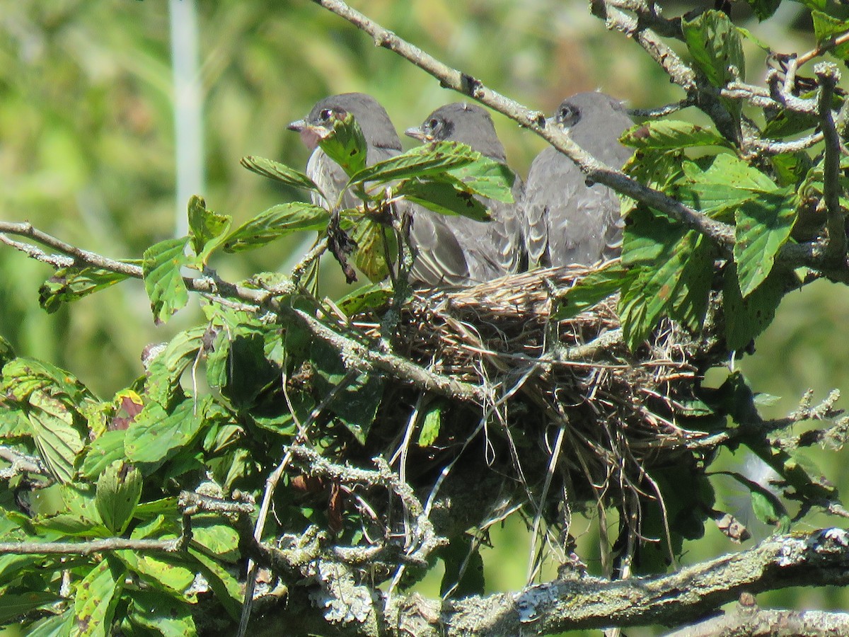 Eastern Kingbird - ML363707121