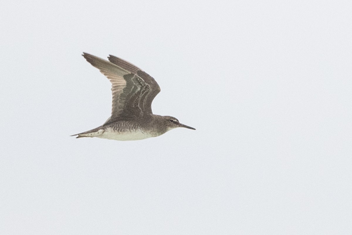 Wandering Tattler - ML363707331