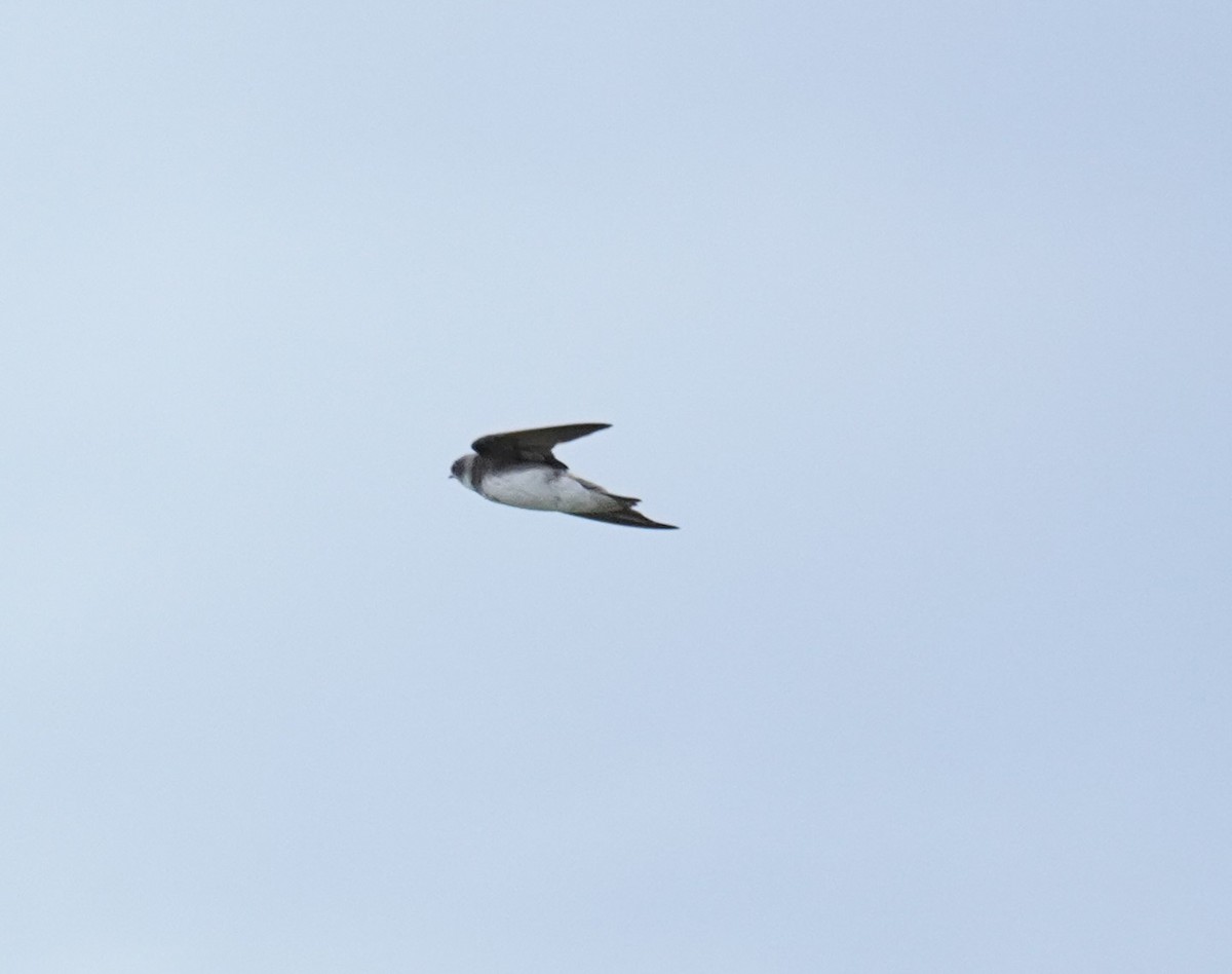 Bank Swallow - ML363707561